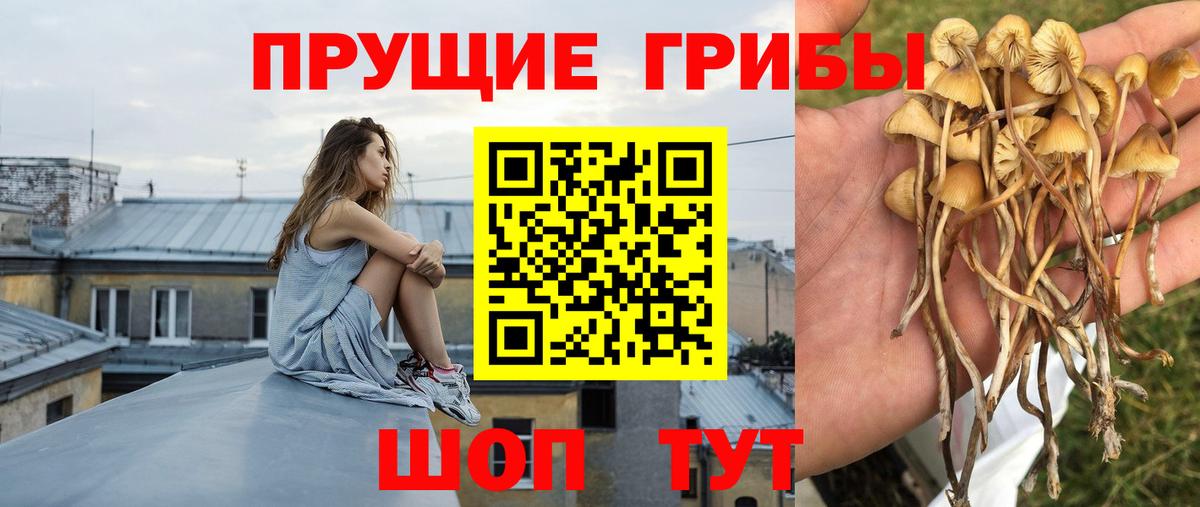 Галлюциногенные грибы Psilocybe Лысьва